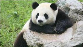四川熊貓不幸溺斃　網心疼：牠還是個寶寶啊！　圖／翻攝自微博