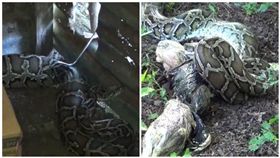 泰國,武里南府,蟒蛇,養雞場,吞食,逃跑(圖/泰國網)