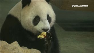 貓熊「圓仔」5歲了！開心吃特製蛋糕