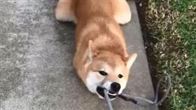 好了啦柴柴！固執狗狗不想回家　連拖帶拉都不動（圖／翻攝自ryotheshiba instagram）柴柴,回家,洛杉磯,狗狗,寵物