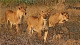 獅子
（Kruger National Park　臉書　