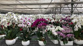 台灣蘭花扎根法國  5星旅館訝異久開不凋源自台灣的歐奇蘭公司在法國東南部種植蘭花，品質頗受好評，有5星旅館每月訂花，卻發現一個月過完，花還好好地開著，與其他蘭花不同。（歐奇蘭提供）中央社記者曾依璇巴黎傳真  107年7月6日