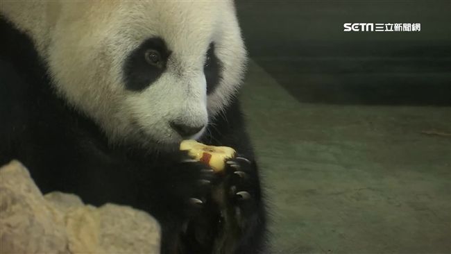 圓仔慶生蛋糕吃不完　老爸團團樂接手