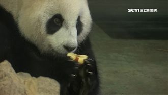 圓仔慶生蛋糕吃不完　老爸團團樂接手