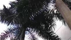 衰爆！她散步遭「樹葉」砸頭　竟被砸成腦震盪　圖／翻攝自看看新聞