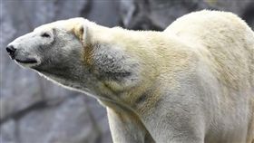 北極熊（圖／翻攝自推特）