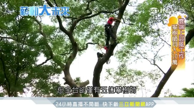 全台僅五位！「攀樹師」月入10萬