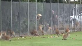 ▲小袋鼠紛紛往鐵絲網撞去（圖／翻攝自Blitz Tv Youtube）