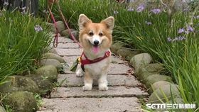 最新調查指出，逾6成家犬未定期投藥暴露於犬心絲蟲與寄生蟲高風險。（圖／公關照）