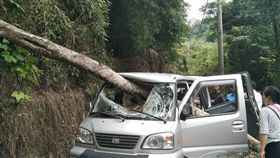 鯉魚潭水庫傾倒樹木直插駕駛坐　釣魚男當場死亡（圖／翻攝畫面）