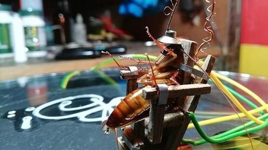 處決影片曝！他送小強上電椅嚇死網友