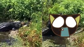 同類,生存,巨鱷,美國,Lake Apopka,弱肉強食,美國,佛羅里達州, 圖／翻攝自YouTube https://goo.gl/AJnmey