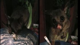 負鼠,用餐禮儀,湯匙,偷吃,做菜／翻攝自Youtube