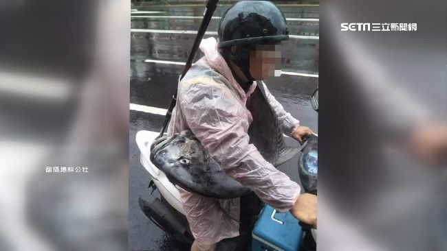 「牛港鰺」斜背胸前　網讚：潮到出水