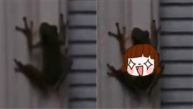 螢火蟲,青蛙,誤食,動物,昆蟲,覓食,奇景,健康,中毒,螢火蛙　圖／翻攝自YouTube https://goo.gl/Uo1Qp9