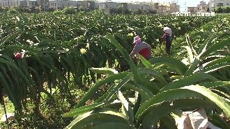 強颱要來了！農民憂心血泡湯急搶收