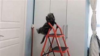 貓皇抓梯吊單槓　網笑：練腹肌嗎？