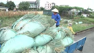 強烈颱風逼近…宜蘭蔥農加派人力搶收