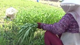 颱風搶收菜1200