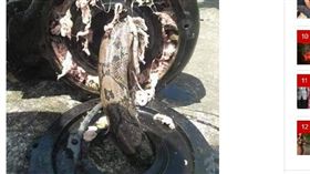 馬來西亞,大蟒蛇,濾水站,輸水管,水災（圖／翻攝自馬來西亞《中國報》）