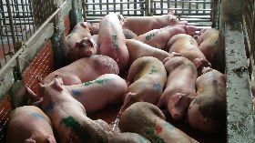 家畜健康聲明書　食肉掛保證