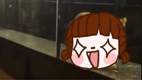 獅子,玻璃櫃,寵物,咖啡廳,執照,土耳其,鱷魚,餐廳,鸚鵡　圖／翻攝自IG https://goo.gl/xkfXLC