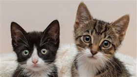 ▲兩隻兩腳貓吸引粉絲（圖／翻攝自臉書）
https://goo.gl/HZmP6h