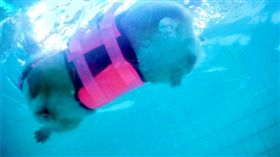 水裡的奇特漂浮物！橢圓形四隻小短腿　這是甚麼東西？（圖／翻攝安娜女王 Queen Anna臉書）柯基,游泳,小短腿,壽司,熱狗堡