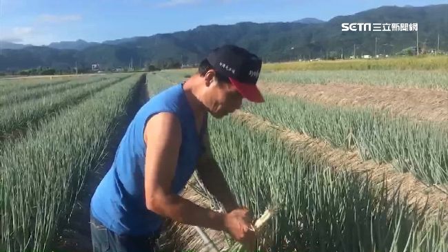 蔥農兩難忙搶收　又怕停電沒得冰