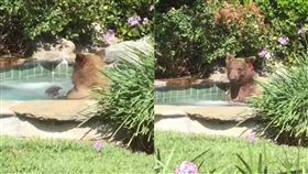 美國,棕熊,按摩池,泡澡,享受,喝酒,Altadena,Mark Hough,雞尾酒,熊熊遇見你,We Bare Bears　圖／翻攝自YouTube https://goo.gl/5oekXT