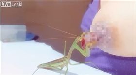 影／日本女飼主超變態　竟餵螳螂「生吃」乳頭啃到爆血
圖／翻攝自Liveleak
https://www.liveleak.com/view?t=aPTPw_1529733181