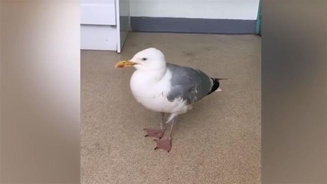 「醉漢海鷗」驚現沙灘！原因令人傻眼