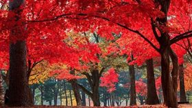 中秋連假請2天休5天　跟著華航韓國賞楓趣（業配）