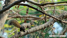 松鼠。(圖非當事松鼠，彰化縣野鳥學會盧政智提供)