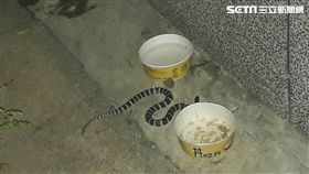 交通分隊,巡邏,員警,雨傘節,毒蛇,國小,公園,中和