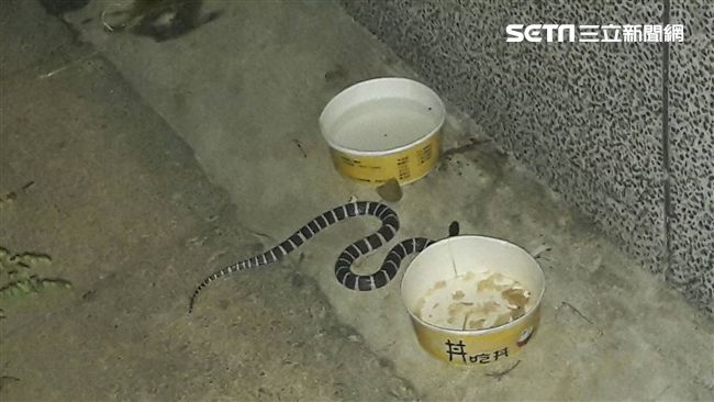 瑪莉亞襲台前　國小旁驚見雨傘節出沒