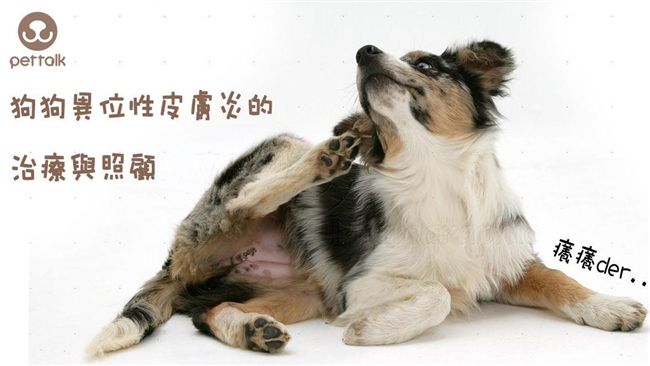 狗狗異位性皮膚炎　治療、照顧這樣做