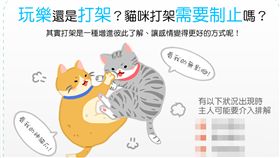 名家／毛起來／玩樂還是打架？貓咪互毆要阻止嗎？