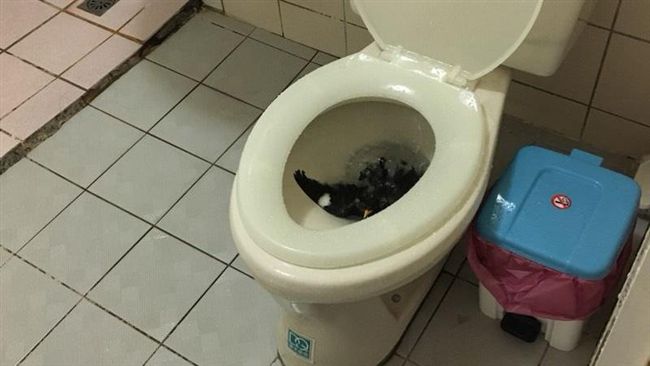 「黑屎鳥」從馬桶飛出　女嚇到險噴尿