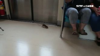 北捷「屍鼠列車」再現！勇婦出傘制伏