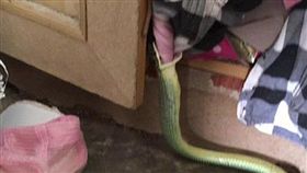  不舒服...目擊樹蛇吞睡衣　男從蛇嘴慢慢拉出來（圖／翻攝自dailymail http://www.dailymail.co.uk/news/article-5940553/Moment-snake-caught-trying-swallow-womans-pink-nightie.html）