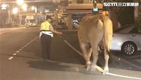 大黃牛,蹺家,逛大街,員警,報案,安置,牛肉湯,飼主,台南
