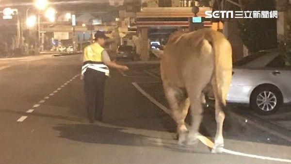 愛牛蹺家逛大街　飼主驚喜沒變牛肉湯