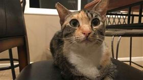 千里返家！小貓搬家時走丟　回家後人事已非（圖／翻攝自Animal Lives Matter, the Original臉書）小貓,走丟,回家,美國,德州