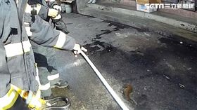 嘉義,電線桿,松鼠,墜地身亡（圖／翻攝畫面）