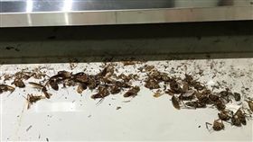 一名呂姓女子自從2014年搬到雲林虎尾後，新家常常出現蟑螂，不管怎麼處理都有惡臭味。直到她將廚櫃拆開，拉出烘碗機時，看到上百隻蟑螂屍體遍佈地板。其他網友看到後，紛紛直喊「噁爆，蟑螂都烘到變酥脆了！」（圖／翻攝自爆料公社）