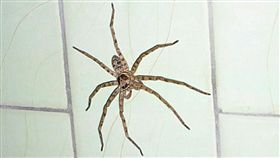 大喇牙
圖翻攝自爆費工社公開版