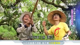 台大高材生返鄉種芒果　孝心烘出精品