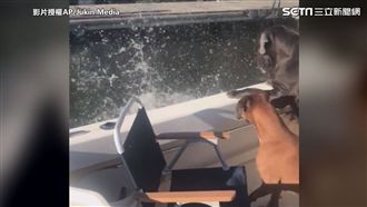 汪星人學握手卻暴衝！主人慘遭踢下船