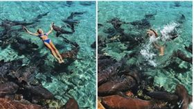 巴哈馬,Katarina Zarutskie,鉸口鯊,觀光,危險,旅遊　圖／翻攝自buzzfeed